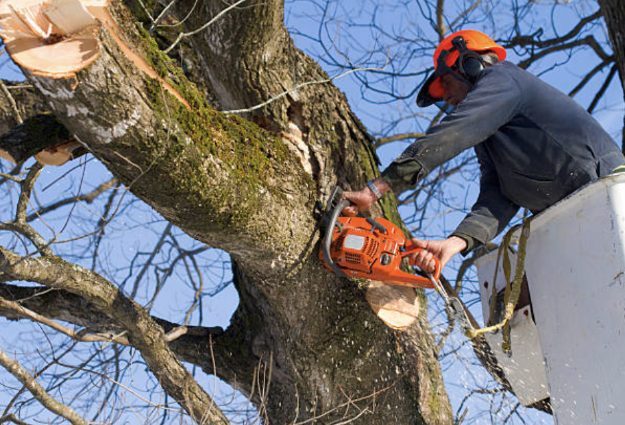 tree pruning in Ashland Heights