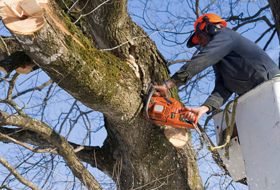 tree pruning in Henry